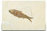 Detailed Fossil Fish (Knightia) - Wyoming #318487-1